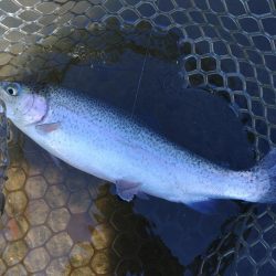 足で稼げ！ 大安トラウトレイク